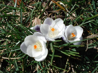 DSC00515.JPG