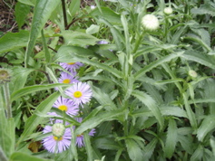 P5310008.JPG