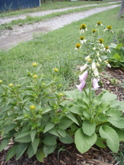 P7100015.JPG