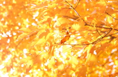 PICT1852.JPG