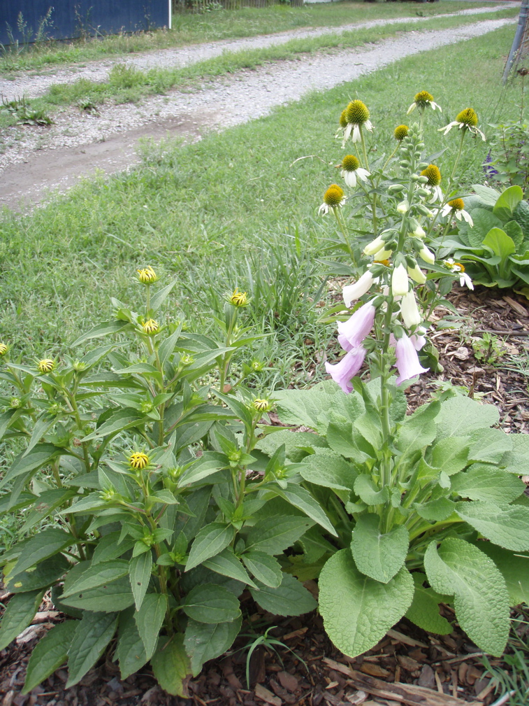 P7100015.JPG