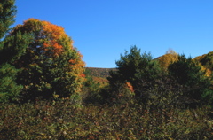 PICT1642.JPG