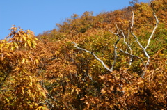 PICT1658.JPG