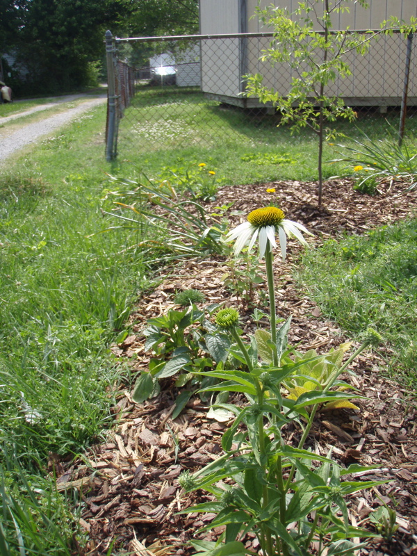P5310003.JPG
