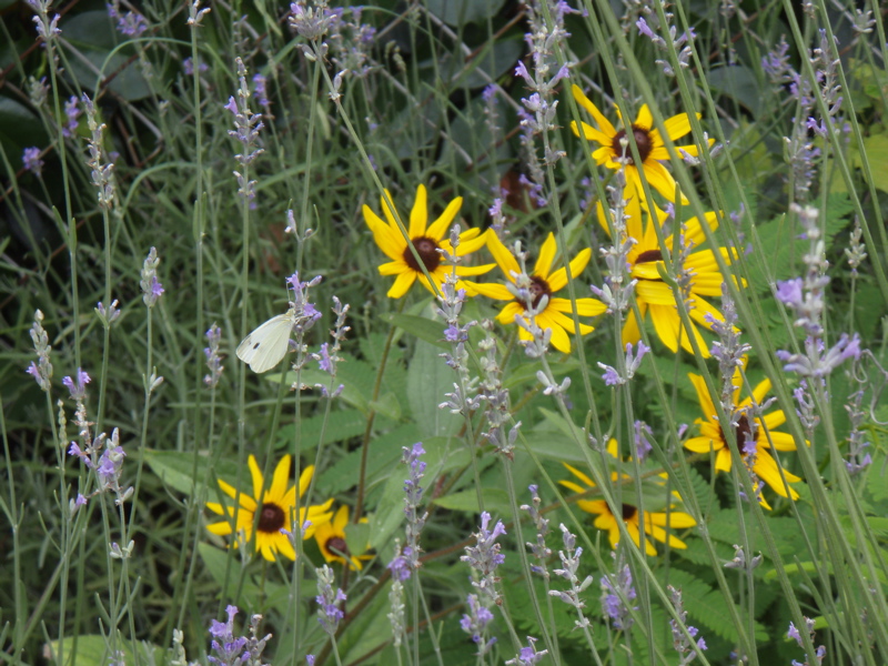 P7100021.JPG