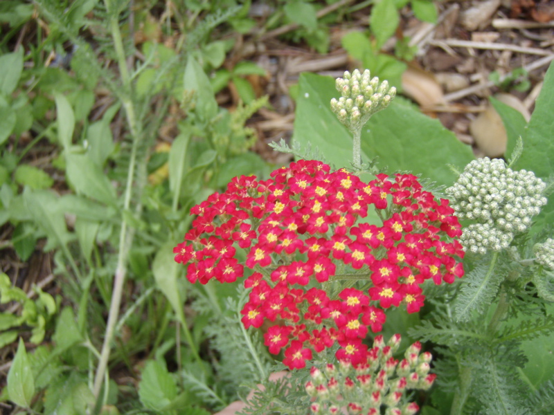 P5310006.JPG