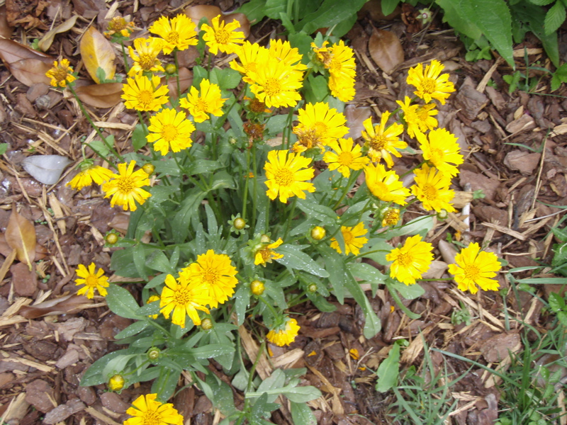 P5310007.JPG