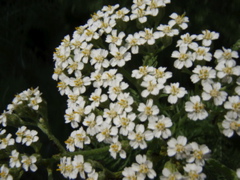 P5310001.JPG