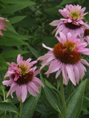 P7100023.JPG