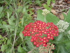 P5310006.JPG
