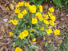 P5310007.JPG