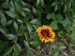 P5310009.JPG