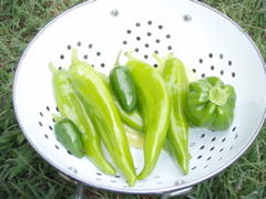 P7100017.JPG